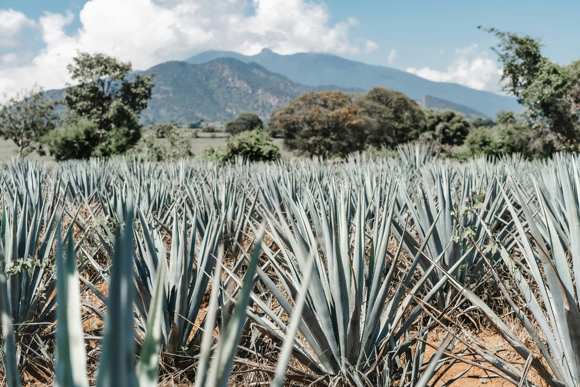 Tequila & Mezcal Tasting